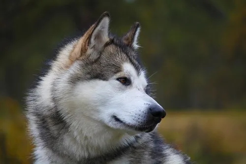 Karakter aljaskanskih malamuta