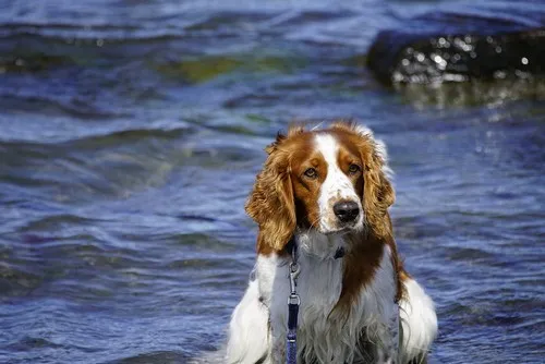 Sve što treba da znate o engleskom springer spanielu