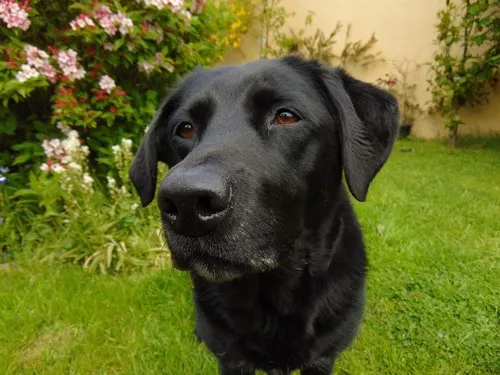 Koliko puta dnevno hraniti labradora