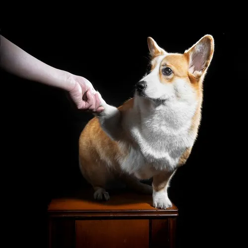 Po kojim znacima se može odrediti starost corgi-ja?