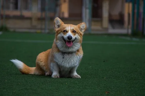Corgi Kardigan