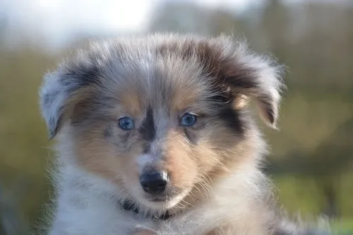 Collie Collie