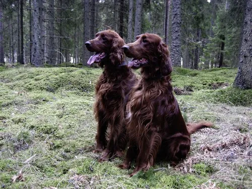 Appenzeller Zennenhund Appenzeller Zennenhund