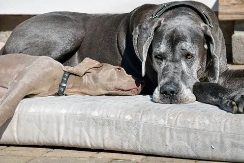 Nemačka doga: karakter, nega, ishrana i zdravlje