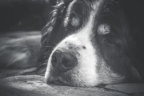 Podrška posle gubitka psa: kako veterinar može da pokaže saosećanje