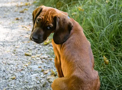 Kada zaista zavolite štene? Povezanost nema zadati rok