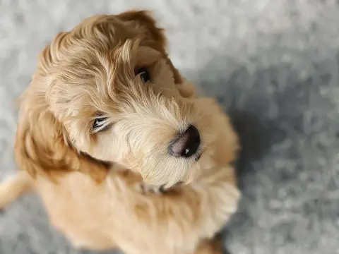 Kad štene postane „mala ajkula“: zašto doodle gricka i kako da mu pomognete