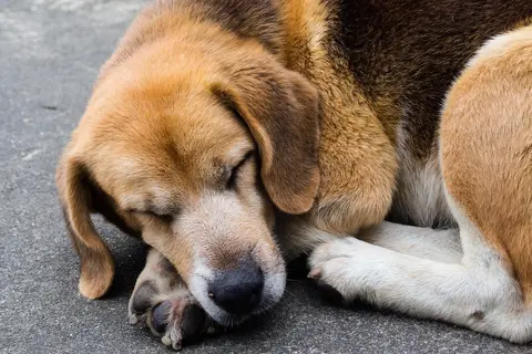 Stariji pas preskače doručak, a jede kasnije: kada treba zvati veterinara