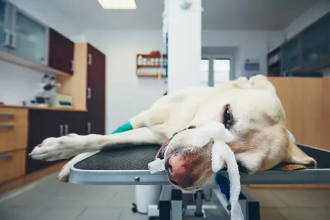 7 mogućih razloga zašto pas drhti u snu