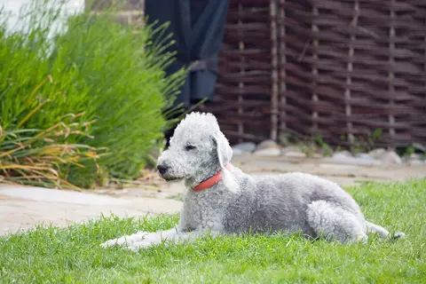 Bedlington terijer: karakter, nega, ishrana i zdravlje