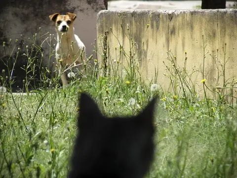 Da li je pas samo radoznao prema mački ili postoji rizik?