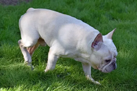 Plavi francuski buldog: boja dlake, zdravlje i svakodnevna nega
