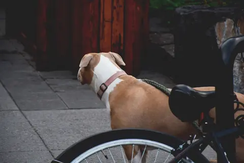 Kako bezbednije voziti bicikl sa psom
