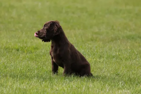 Čokoladni labrador-retriver: osobine, nega i izbor šteneta