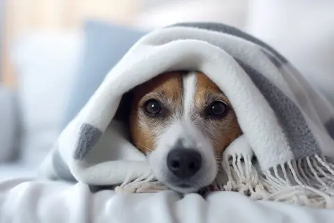 „Prehlada” kod psa: simptomi, nega i kada otići veterinaru
