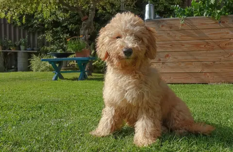 Otterhound: karakter, nega i potrebe za aktivnošću