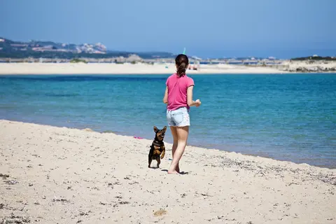 Labrador ili zlatni retriver: izbor porodičnog psa uz decu, mačke i život blizu plaže