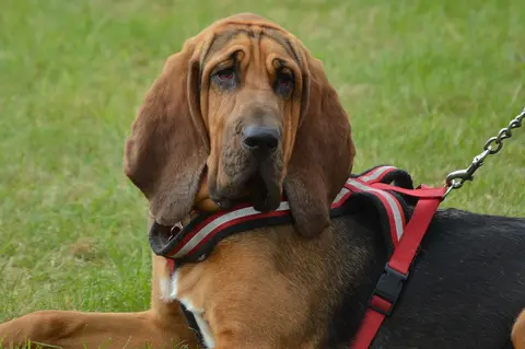 Bladhund: karakter, nega, zdravlje i izbor šteneta