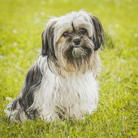Lhasa apso: karakter, nega, zdravlje i izbor šteneta