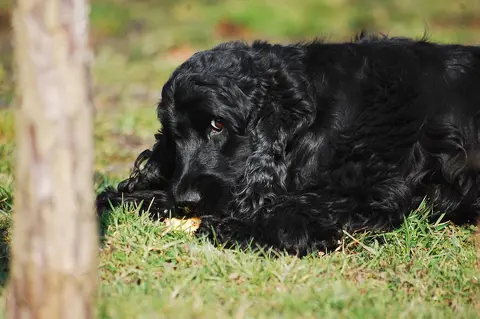 Kada je psu loše: šta pratiti kod kuće, kada zvati veterinara, a kada krenuti odmah
