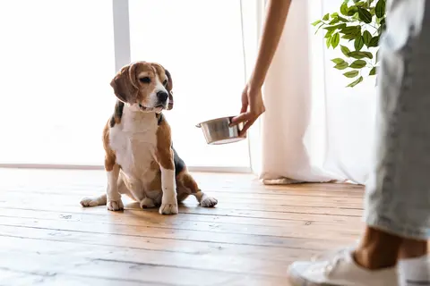 Šta kupiti za štene: oprema za prve dane u novom domu
