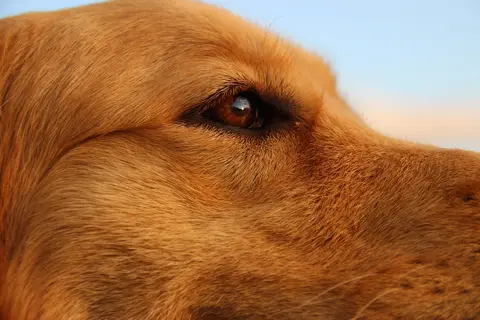 Suzenje očiju kod štenadi: uzroci, nega i kada otići veterinaru
