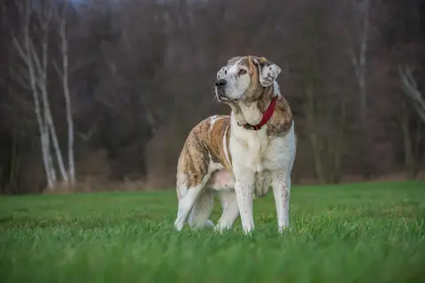 Da li je to samo starost ili znak da stariji pas trpi bol?