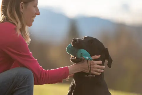 Kako izmeriti puls psu i kada se obratiti veterinaru
