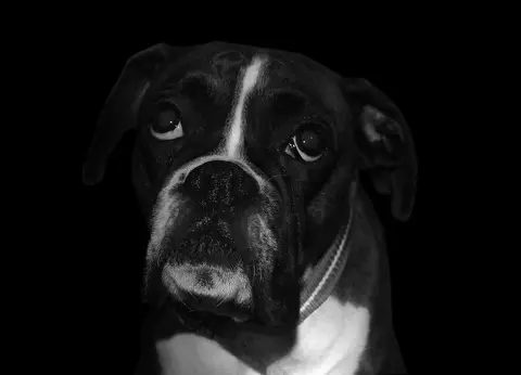Kad hitna operacija psa razbije budžet: kako pokriti veterinarske troškove