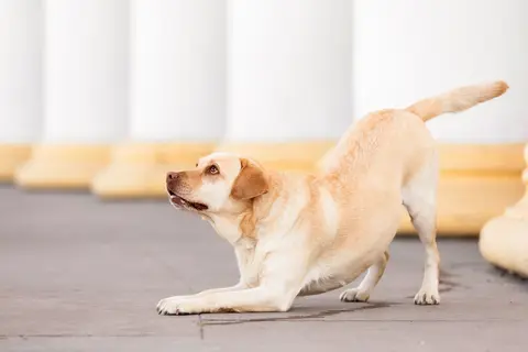 Zašto pas šepa i kada treba otići veterinaru