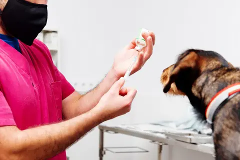 Dermatitis kod pasa: simptomi, uzroci i lečenje