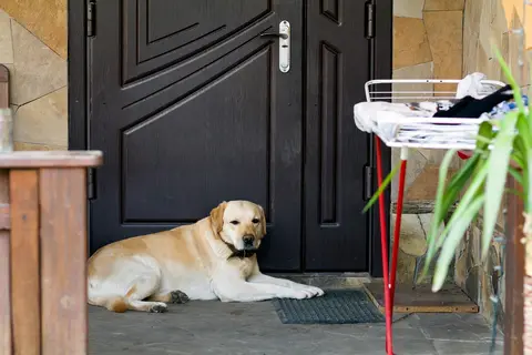 Kako prepoznati zdravstvene probleme kod psa i kada otići veterinaru