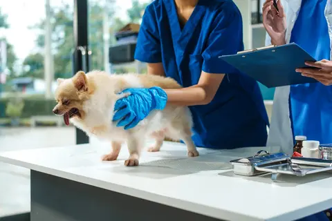Bol u šapama i šepanje kod pasa: uzroci i kada otići veterinaru