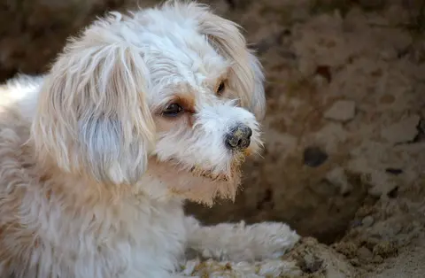 Maltipoo neće granule, ali hoće džigericu: šta možete da pokušate