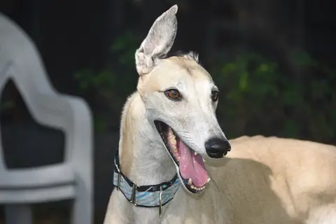 Kada se podižu uši nemačkog ovčara i kada potražiti savet veterinara