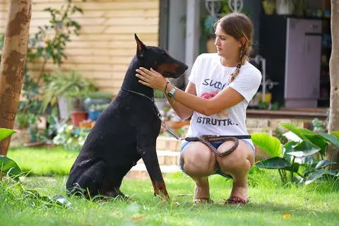 Agilnost za pse: prepreke, bezbedan trening i takmičenja