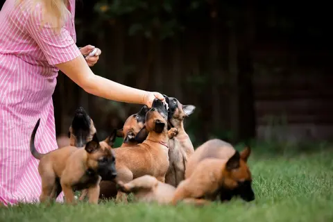 Socijalizacija psa i upoznavanje sa drugim psom u domu