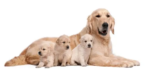 Česti gasovi kod pasa: uzroci, prevencija i kada otići veterinaru