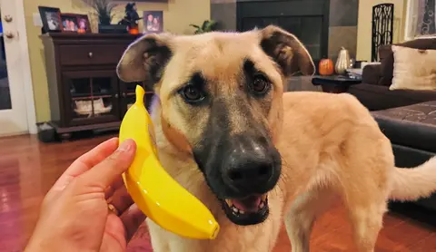 Da li psi smeju da jedu banane i koliko im ponuditi