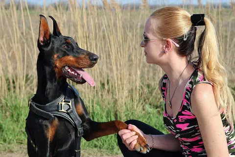Pas za emocionalnu podršku: šta to znači i šta proveriti u Srbiji