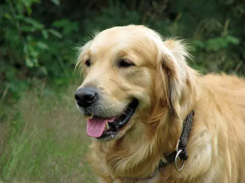 Golden retriver: karakter, nega, zdravlje i odabir šteneta