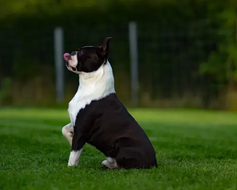 Kako birati YouTube trenere za psa: vodič za prvog vlasnika bostonskog terijera