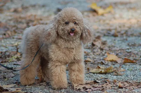 Cavoodle i drugi mešanci pudle: zašto su popularni i zašto dele mišljenja