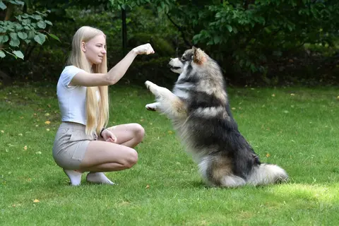 Kako psi biraju omiljenu osobu u porodici