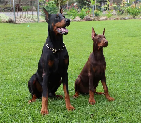 Doberman: karakter, nega, zdravlje i izbor šteneta