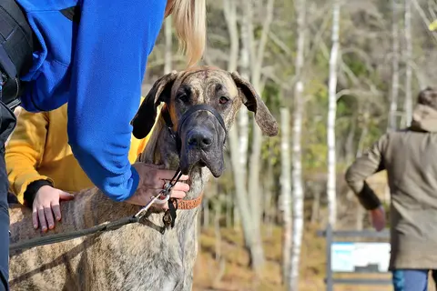 Kada preći sa puppy na adult hranu kod pasa srednjeg rasta