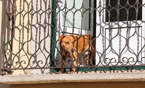 Da li je mačka bezbedna pored psa? Znaci rizika i kada prekinuti upoznavanje