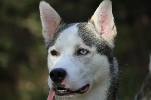 Koliko žive huskiji i kako im pružiti dobru negu