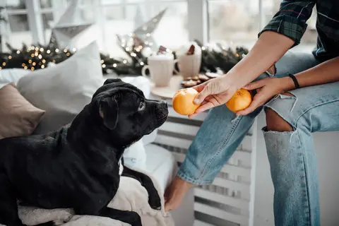 Da li su mandarine bezbedne za pse?