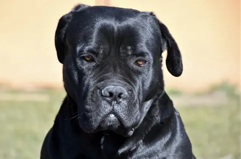Cane corso: karakter, nega, zdravlje i izbor šteneta